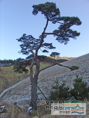 주천면 고기리 소나무 전경