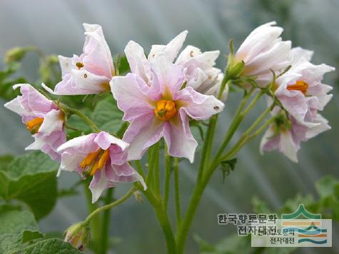 감자꽃