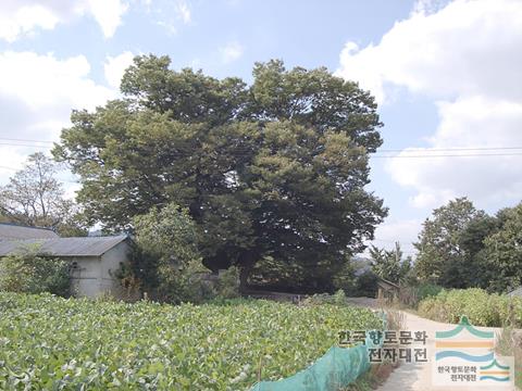 대산1리 둥구나무