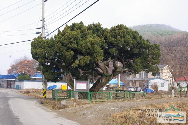 팔곡동 향나무