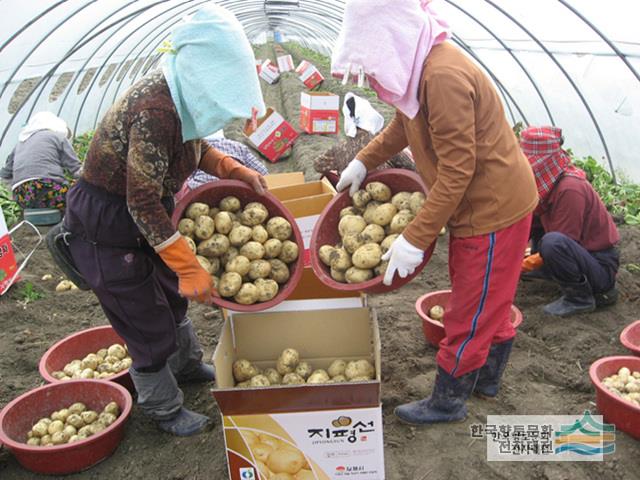 광활감자 수확모습