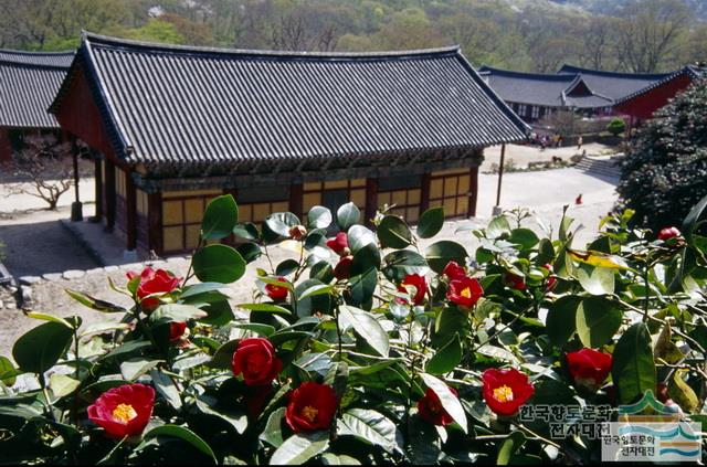 고창 선운사 동백나무숲
