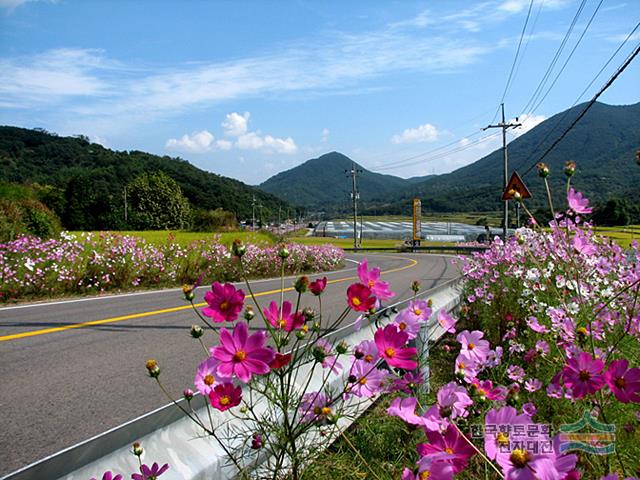 북천 코스모스 메밀 축제 - 디지털하동문화대전