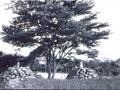 구서동 두실 당산나무[1957년] 썸네일 이미지