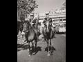 부산 경찰 기마순찰대[1968년] 썸네일 이미지