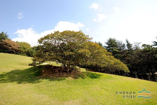 부산 양정동 배롱나무
