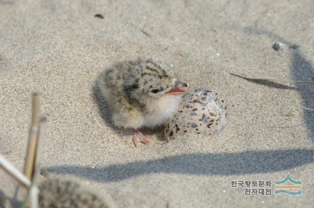 대표시청각 이미지