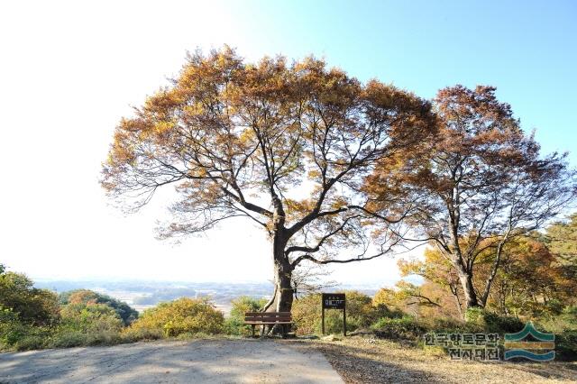 반월산성보호수1