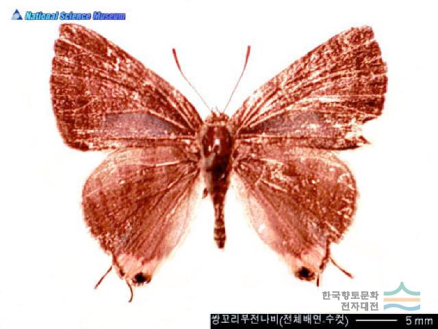 쌍꼬리부전나비
