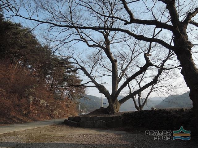 동가리 동산 당산제 당산나무