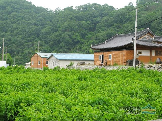 야사마을 안에 있는 뽕나무 밭