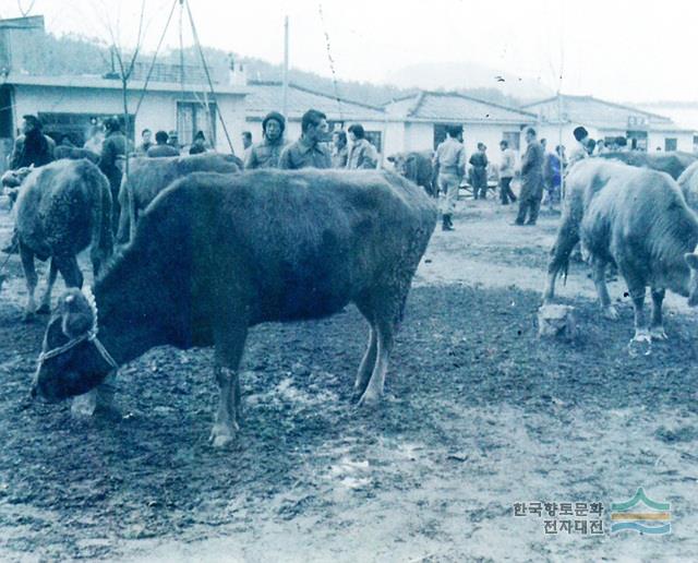 우시장 - 디지털시흥문화대전