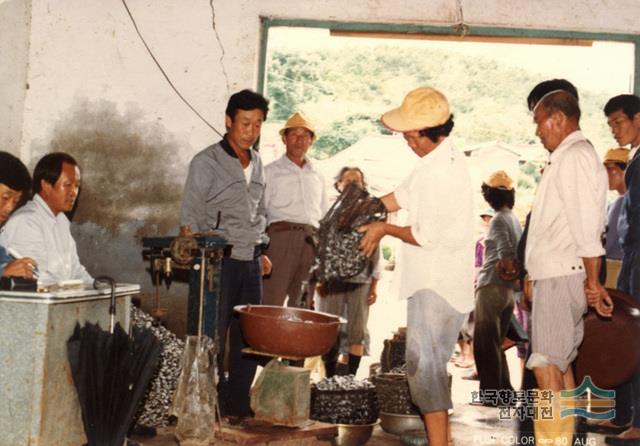 1980년 오이도 어촌계의 조개 공동 수확