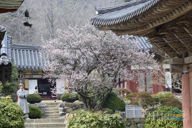 순천 선암사 매화