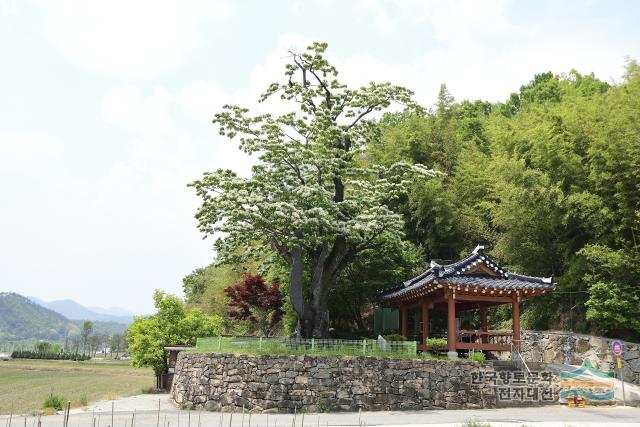 순천 평중리 이팝나무