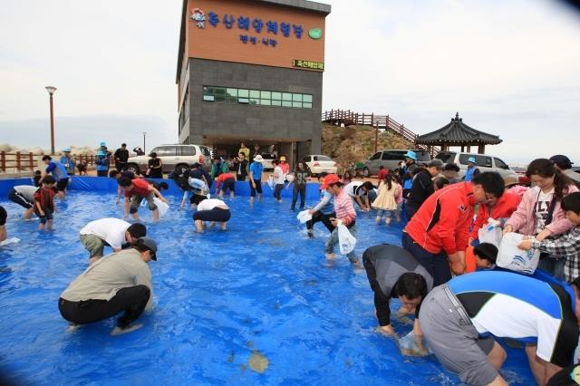 2011년 제4회 영덕물가자미축제 맨손잡이 체험