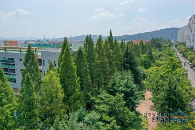호산동 메타세쿼이아숲 전경
