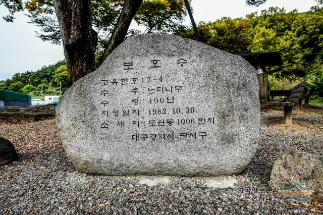 도원동 수밭골 느티나무 안내석