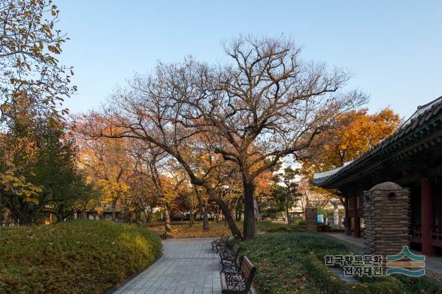 경상감영공원 고욤나무