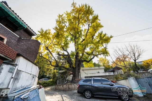 매천동 은행나무