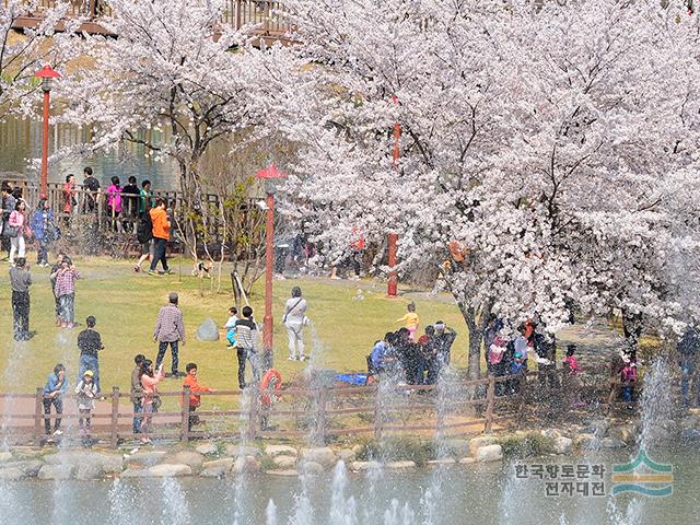 2013년 운천저수지 벚꽃 - 디지털광주문화대전