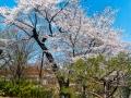 왕벚나무 봄 모습 썸네일 이미지