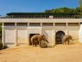 달성공원 동물원 코끼리 썸네일 이미지
