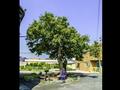 도동 느티나무 썸네일 이미지