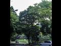 중대동 느티나무 썸네일 이미지