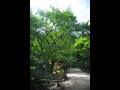 강천사 모과나무 전경 썸네일 이미지